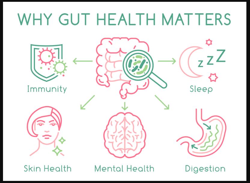 Understanding the Link between Gut Health and Immunity