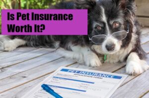 Is Pet Insurance Worth It? A Comprehensive review